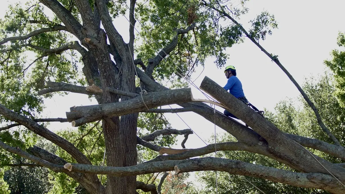 Professional Crown Thinning performed by certified arborists in Oyens